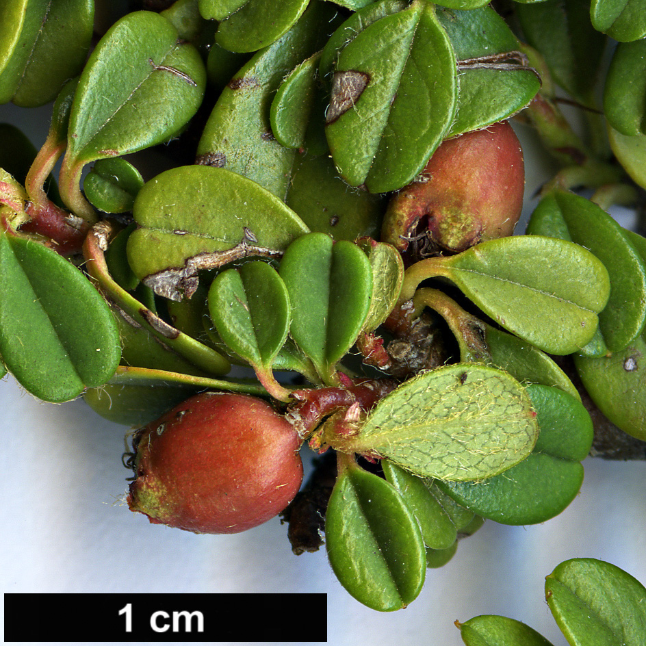 High resolution image: Family: Rosaceae - Genus: Cotoneaster - Taxon: procumbens